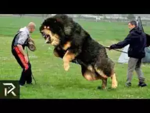 Video: Most Protective Guard Dogs You Can